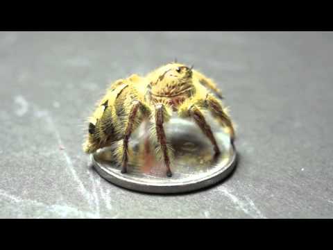 BIGGEST JUMPING SPIDER (Female : Hyllus diardi 18mm)