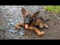Tiny Puppy Refused To Leave His Paralyzed Sister's