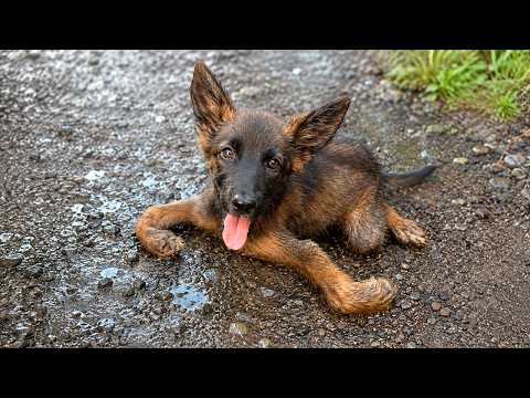 Tiny Puppy Refused To Leave His Paralyzed Sister's