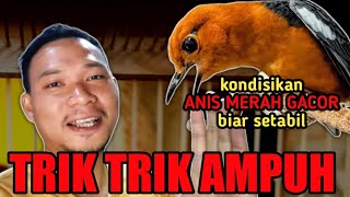 Download lagu Powerful tricks‼️ condition the RED ANIS bird so that its gacor and high-pitched sound is stable mp3 Download lagu Powerful tricks‼️ condition the RED ANIS bird so that its gacor and high-pitched sound is stable mp3
