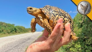 Tiny Tortoise Dodges Traffic! by Brave Wilderness