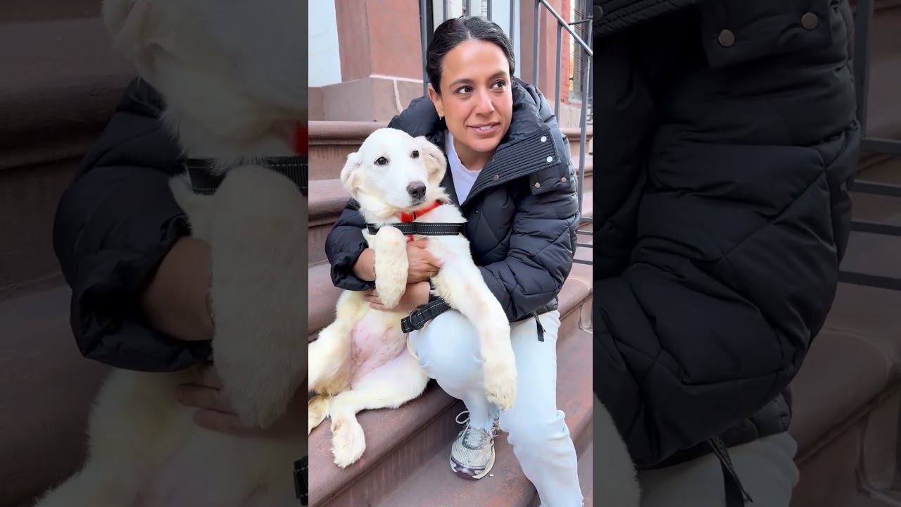 Enlarge Clairvoyant, a Adoptable mixed breed in New York, NY video 6/6