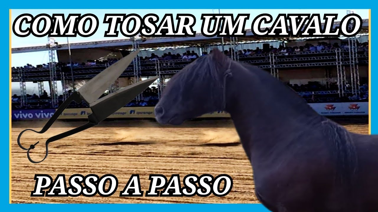 COMO TOSAR UM CAVALO CRIOULO #geneticacrioula #abccc #cavalocrioulo #horse #doma