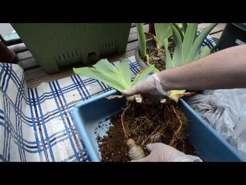 アルジェアイリス、ウィンターアイリス、Iris unguicularis