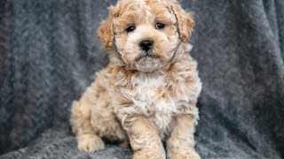 Video preview image #1 Bichpoo Puppy For Sale in LEOLA, PA, USA