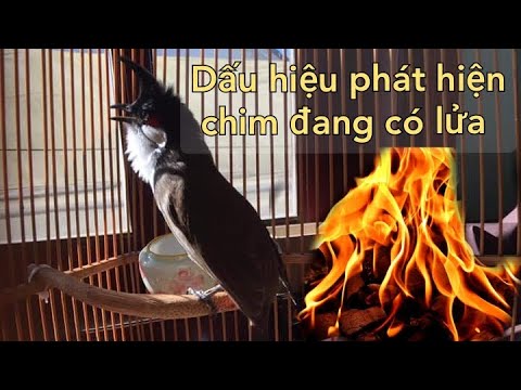 , title : 'DẤU HIỆU CHIM CHÀO MÀO ĐANG CĂNG LỬA , CÓ LỬA , VÀO LỬA'