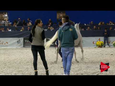 N.191 HARMATTAN THALYA - Verona 2017 - 10 Years Old and Older Mares (Class 9)