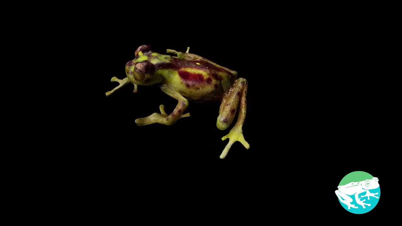 World's First 3D Animal Scans - Nymphargus balionotus
