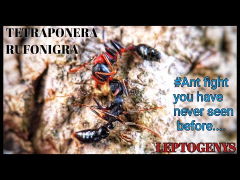 Tetraponera Rufonigras Vs Leptogenys Ants