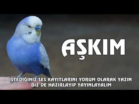 Aşkım Sesi Muhabbet Kuşu Konuşturma Egzersizi - Kadın Sesiyle