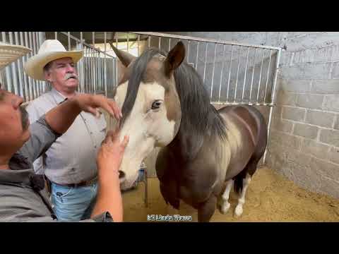MY SONS ARE DEDICATED TO RUNNING HORSES AND TEACHING THEM TO CARRY THE SANDWICHES
