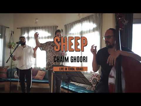 SHEEP - Chaim Ghoori - Live in Tekoa, Israel