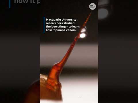 Scientists capture bee stinger pumping venom for the first time. See the video.