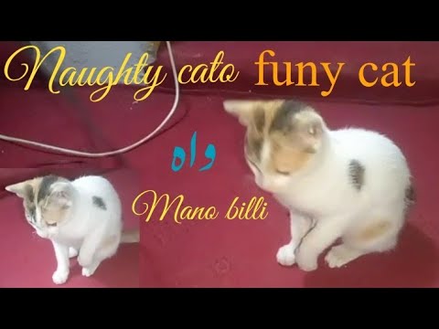 naughty cat video | funny cato | viral cat video | beautiful cato | mano billi  | mehfooz tv |