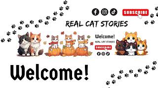 Story Arc Paws Live Stream