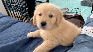 Here is a puppy who was captivated by the sofa that makes him lazy