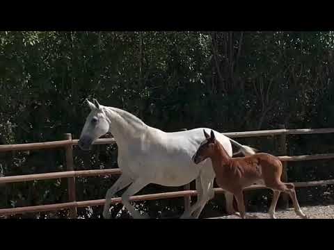 Classe II - Rincón - Manuel Calheiros Braga