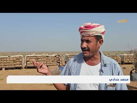 تدهور إنتاج عسل الصدر في حجة بسبب الحصار والحرب