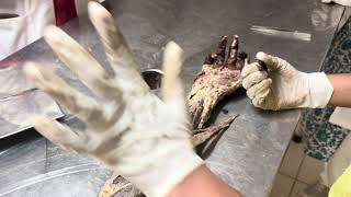 Anatomy upper limb practical’s ( very basics) 