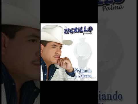 El tigrillo palma corridos y canciones mix