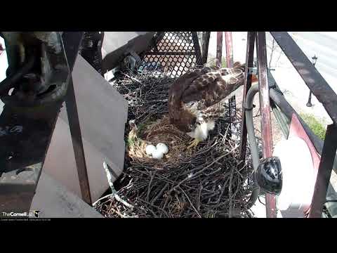 Big Red Rises And Makes Nestorations | Cornell Hawks Cam – April 23, 2019