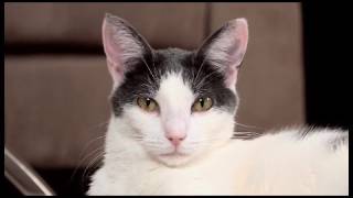 How To Annoy Your Mean Kitty 4