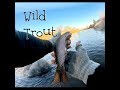 Wild Rainbow Trout On The Truckee River | OTH Episode 4