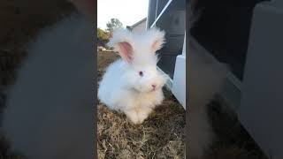 Angora rabbit Rabbits Videos