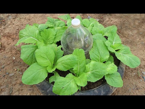 Let s grow bitter melon for your family this way it s very fruity and easy to make