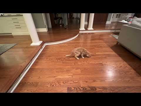 Wilbur Tumbling 2022