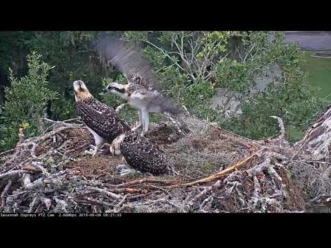 Osprey Nestling Participates In Morning Wing Exercises – June 6, 2019