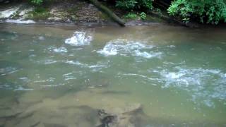 preview picture of video 'Vineyard Creek Estates - Trout feeding 4'