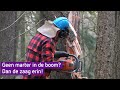 Geen boommarter? Dan gaat de zaag in gevaarlijke bomen