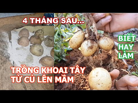 , title : 'Trồng khoai tây từ củ mọc mầm và cái kết bất ngờ sau 4 tháng - Biết Hay Làm'