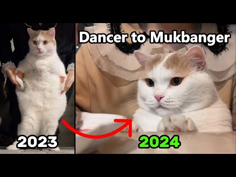 10 Mins of Legendary Cat Memes (Then & Now)