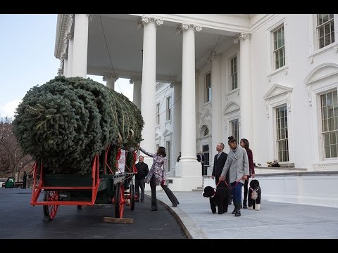 2014年ホワイトハウスのクリスマスツリーが到着 (The 2014 White House Christmas Tree Arrives)