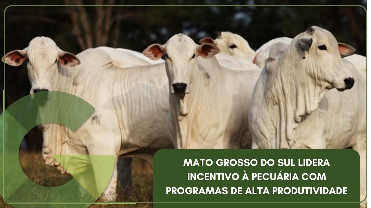 MATO GROSSO DO SUL LIDERA INCENTIVO À PECUÁRIA COM PROGRAMAS DE ALTA PRODUTIVIDADE