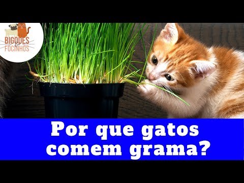Saiba porque gatos comem grama - Find out why cats eat grass