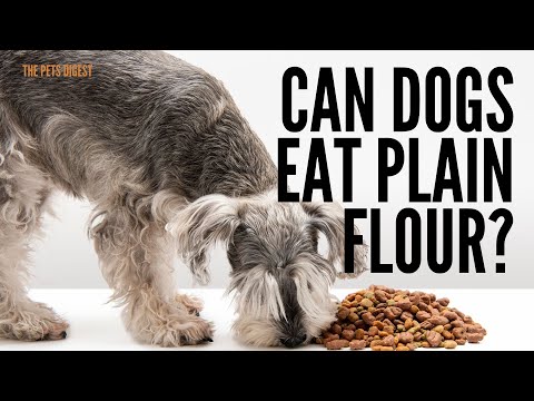 CAN DOGS EAT PLAIN FLOUR?   Is plain flour good for dogs?