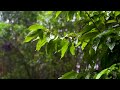 Rainforest Healing Tree Music And Sounds For Sleeping Studying And Relaxation