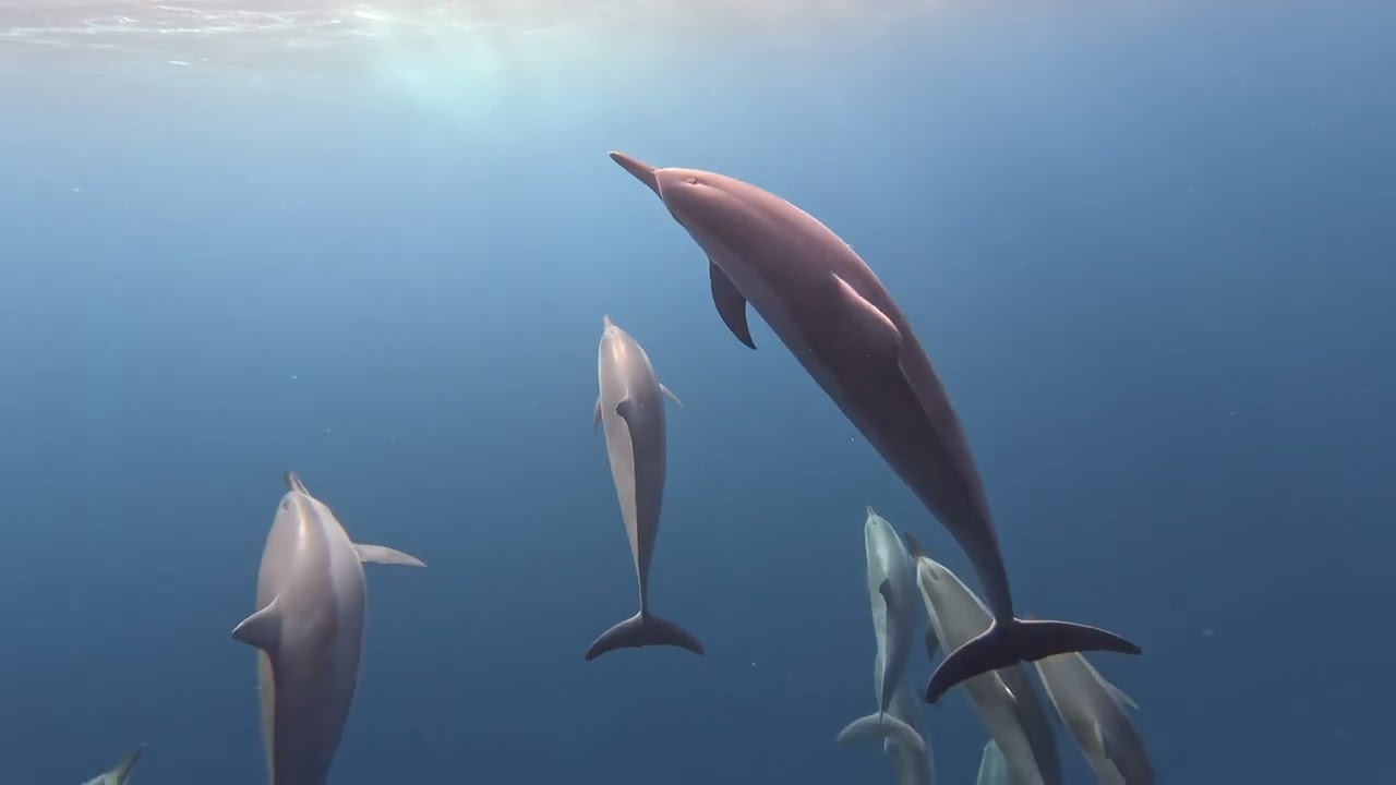 Sass Mauritius Tour - June 2024 - Paddling Day 5