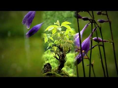 Bonsai Wilder Wein Update 24.7.2013 Hosta