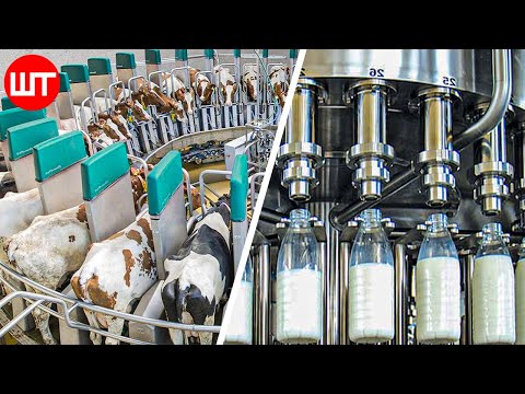 How Milk Is Made | Modern Dairy Farm Technology | Food...