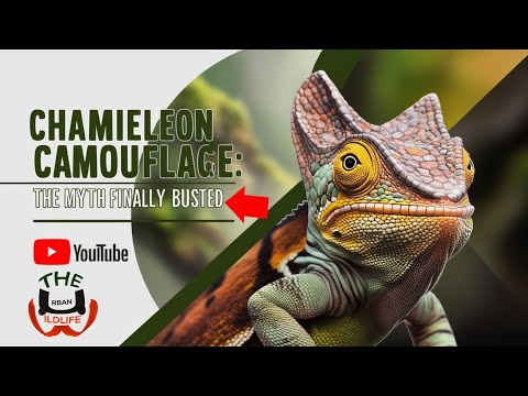 Chameleon Camouflage: The Myth Finally Busted
