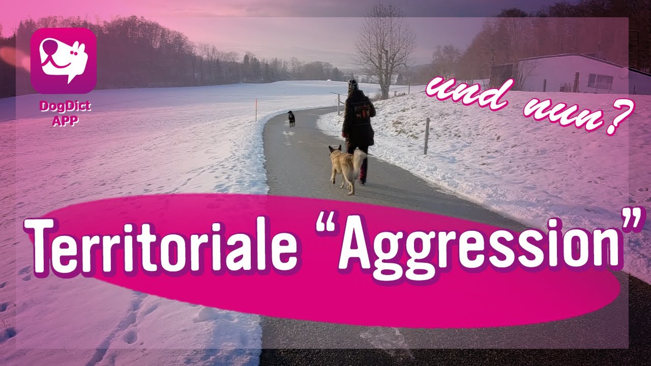 Territoriale Aggression, Hundetrainerin erzählt wie verhalte ich mich?