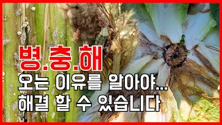 병충해 발생 원인과 해결방법 | 이제 죽이지 마시고 오지 않게 하세요 | 토양에서 답을 찾다 | #에너지농법…