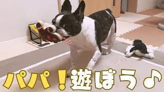 たまにはワンコらしく遊ぶ愛犬🐶