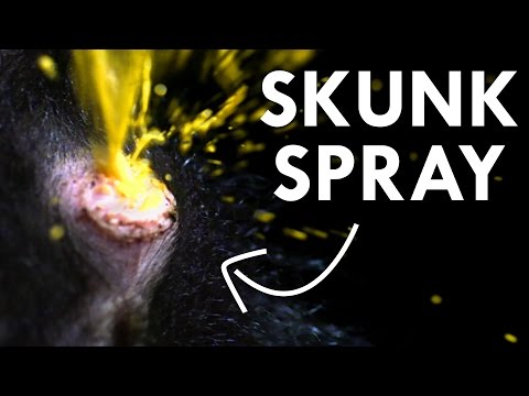 YouTube video about: Can skunk spray kill a cat?