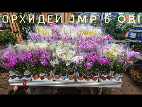 Орхидеи JMP. Более 25 сортов с названиями. OBI Теплый стан
