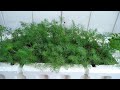 How To Grow Dill How To Plant Dill Growing Dill In Pots